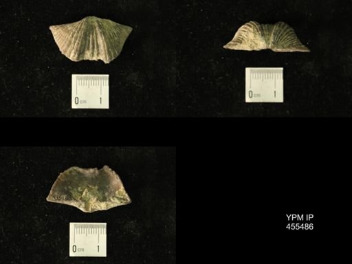 Platystrophia acutilirata
