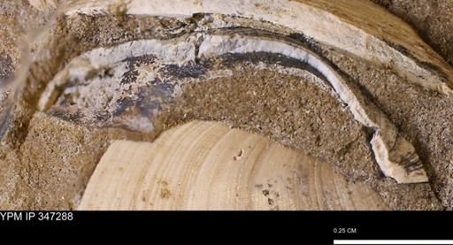 undet. Bivalvia