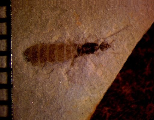 undet. Insecta