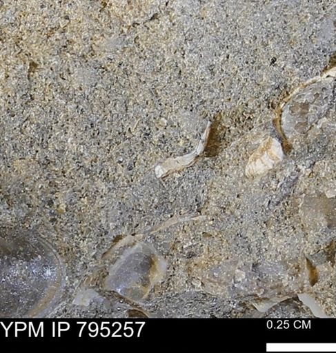undet. Bivalvia