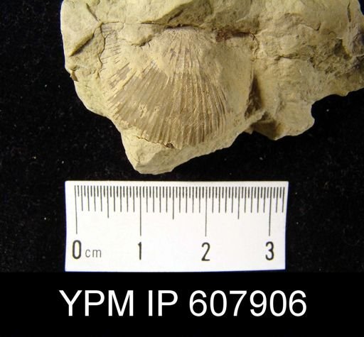 Strophodonta?