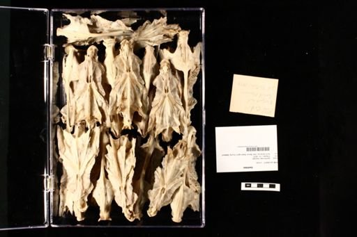 Gadidae