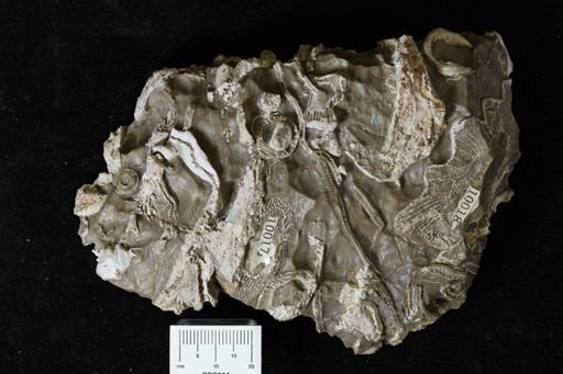 Archaeocyathus sp.