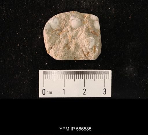 Finkelnburgia osceola