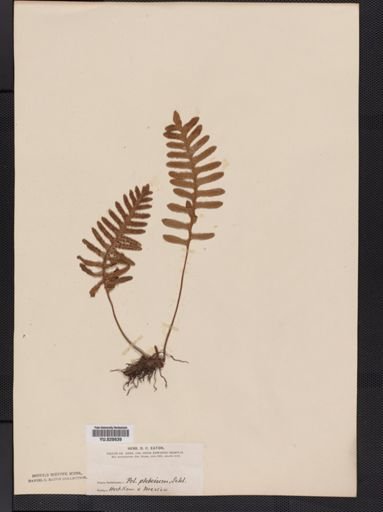 Polypodium