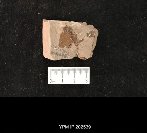 Holcoptera schlotheimi