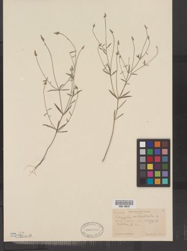 Polygala verticillata
