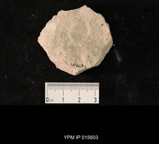Probnis speciosa