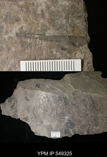undet. Eurypterida