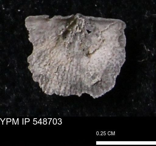 Stropheodonta perplana