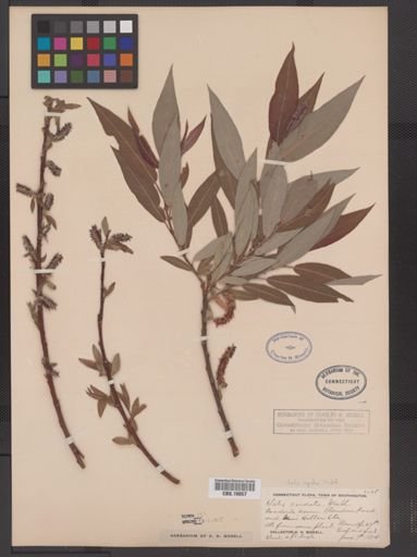 Salix rigida
