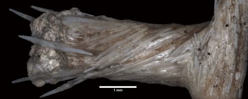 Lepidisis longiflora