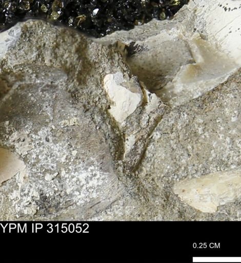 undet. Bivalvia