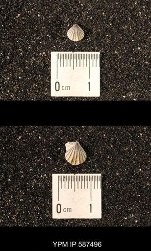 Camarotoechia whitei