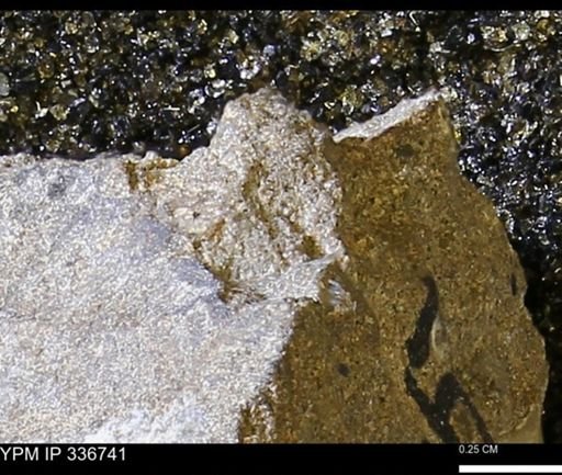 undet. Mollusca