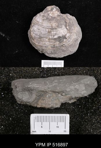 Echinoconchus?