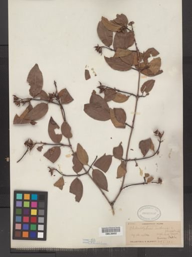 Plantae