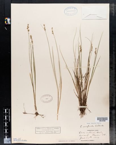 Carex interior
