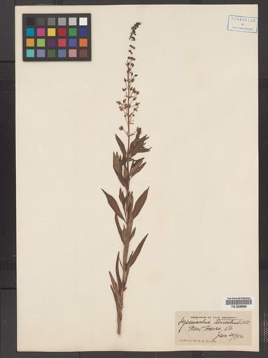 Plantae