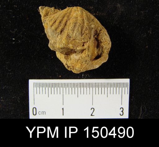 Orthorhynchula sp.