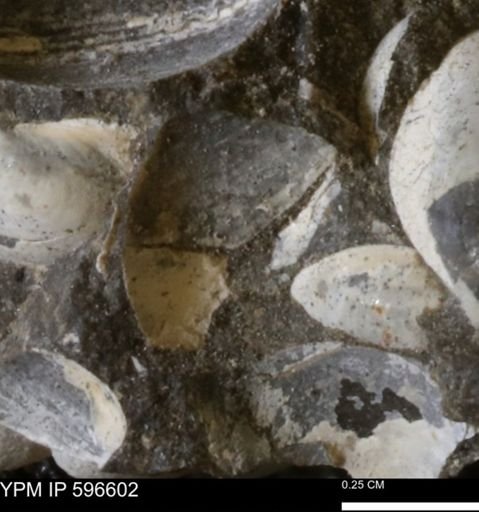 Limopsis? striatopunctatus