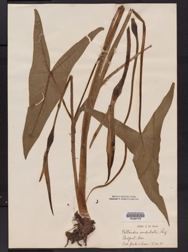 Peltandra virginica