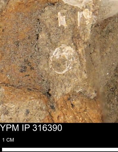 undet. Mollusca