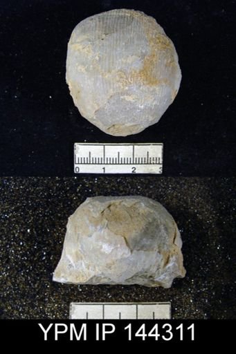 Productus (Linoproductus) sp.