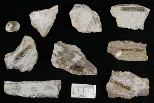 undet. Actinopterygii
