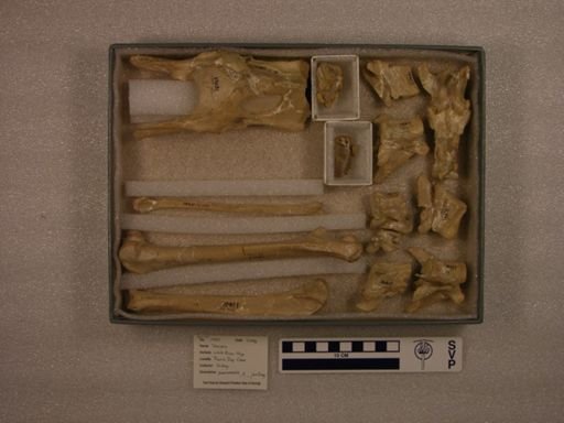 Dinictis sp.