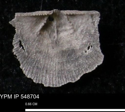 Stropheodonta perplana