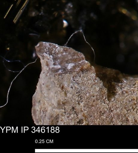 undet. Mollusca