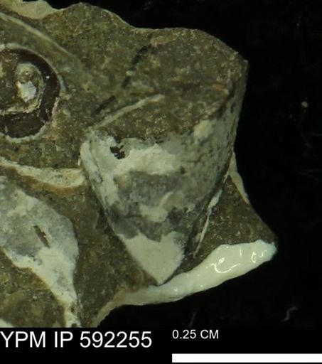 undet. Bivalvia