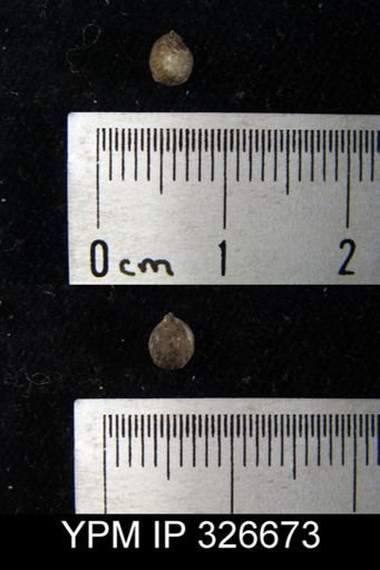 Zygospira sp.
