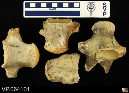 undet. Mosasauridae
