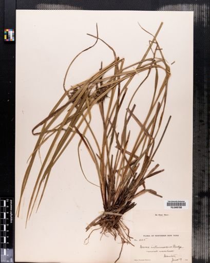 Carex intumescens
