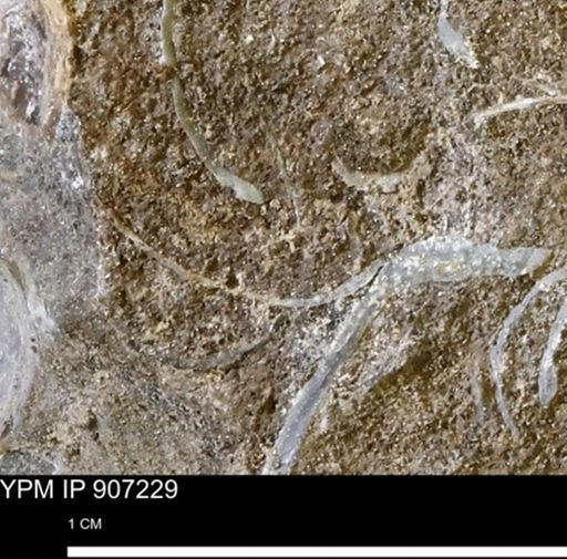 undet. Bivalvia