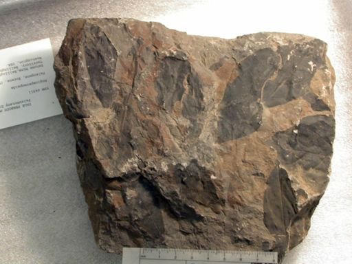 Angiospermopsida