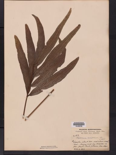 Polypodium