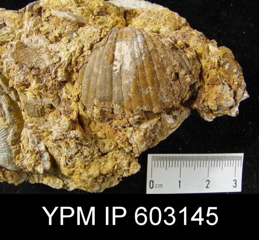 Spirifer bisulcatus