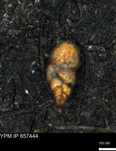 Bimonilina variana