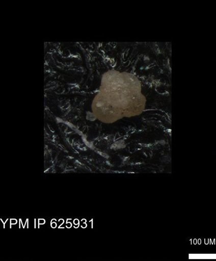 undet. Foraminiferida