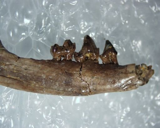 Adapisoricidae