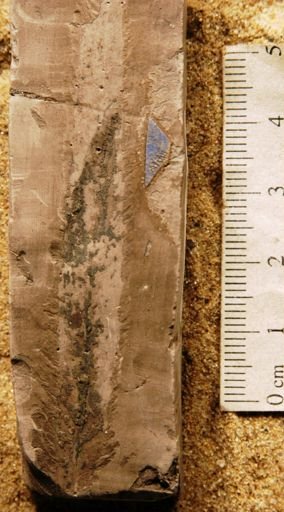 Celastrus arctica