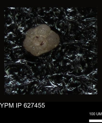 undet. Foraminiferida