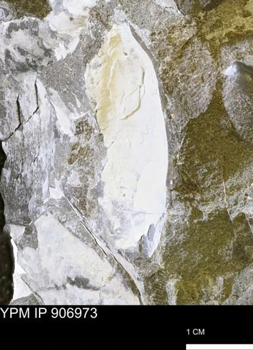 Pseudoptera sp.