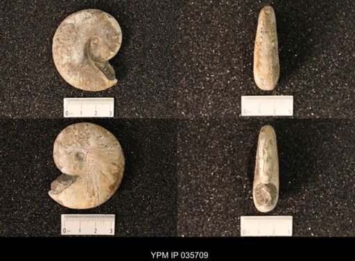 Hoploscaphites nicolletii