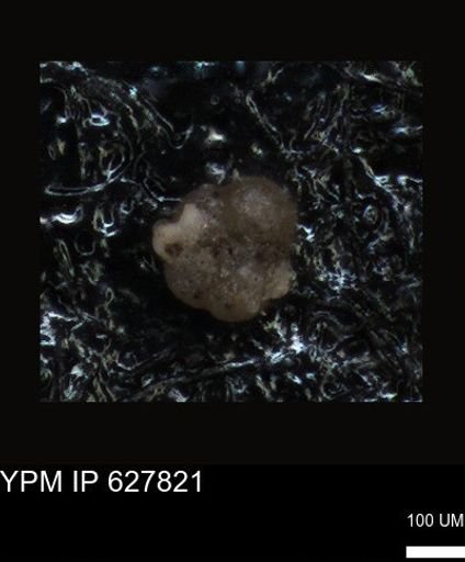 undet. Foraminiferida