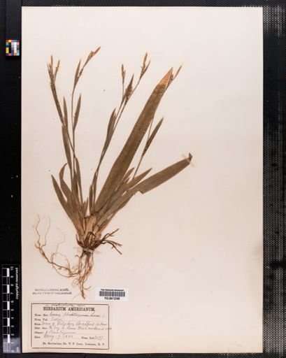 Carex platyphylla