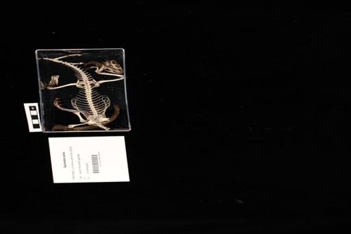 Sauromalus varius